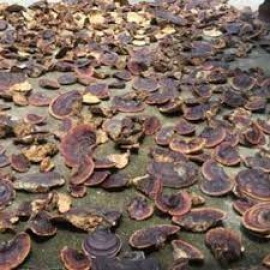 HỒNG LINH CHI NGỌC LINH