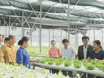 Mô hình liên kết sản xuất, tiêu thụ sản phẩm nông nghiệp theo hình thức hợp đồng giữa doanh nghiệp và nông hộ