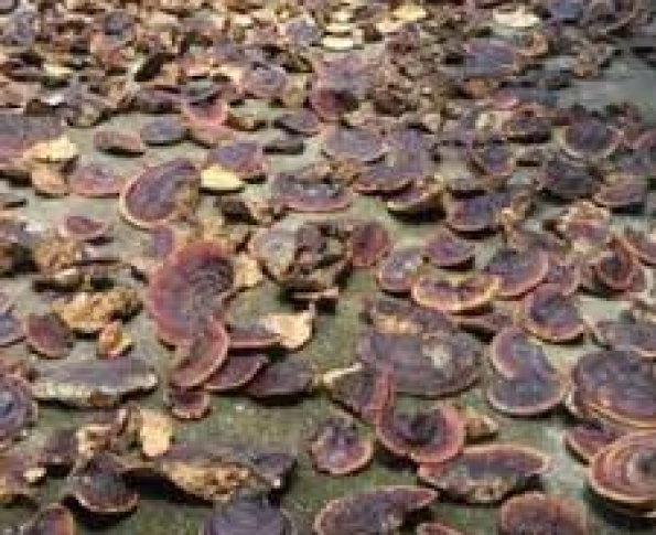 HỒNG LINH CHI NGỌC LINH